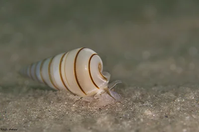 Pyramidella terebellum
