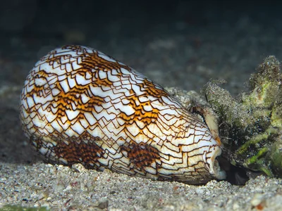 Textile Cone - Conus textile ssp. neovicarius