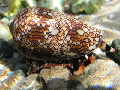 Conus textile 7