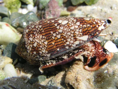 Conus textile 6