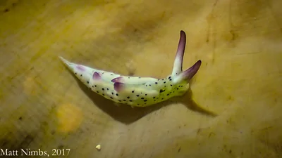 Heterobranchia | Sacoglossa | Plakobranchidae | Elysia thompsoni Jensen, 1993 - Point Peron (Shoalwater Islands Marine Park) Western Australia, Australia
