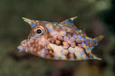 Thornback cowfish, juvenile - Lactoria fornasini