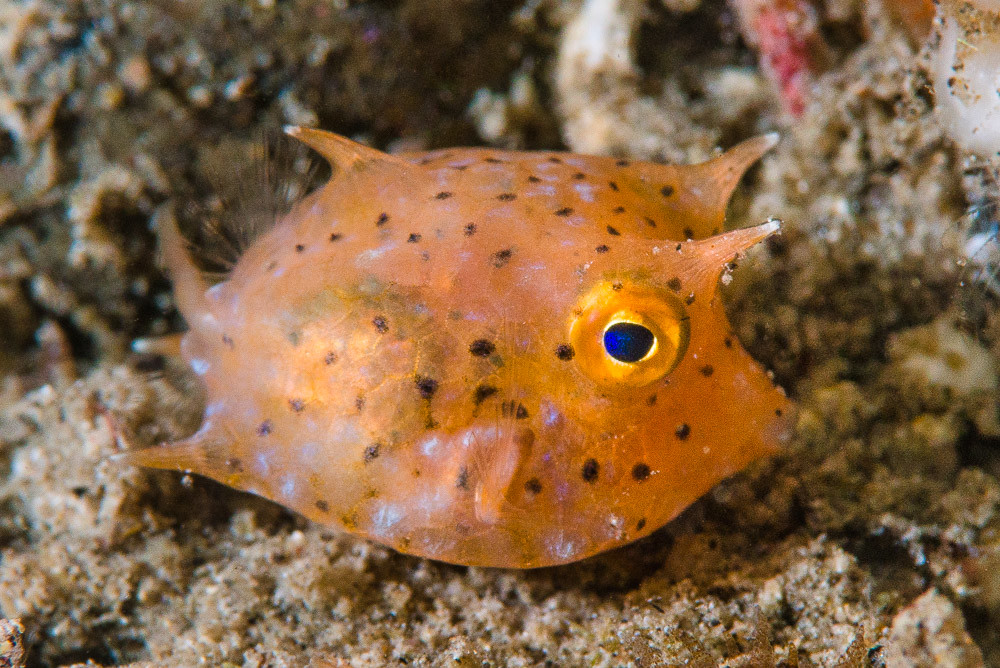 Thornback cowfish, young juvenile - Lactoria fornasini