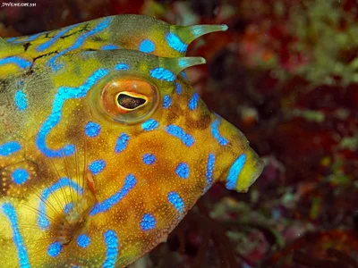 Longhorn cowfish (Lactoria fornasini) - juvenile