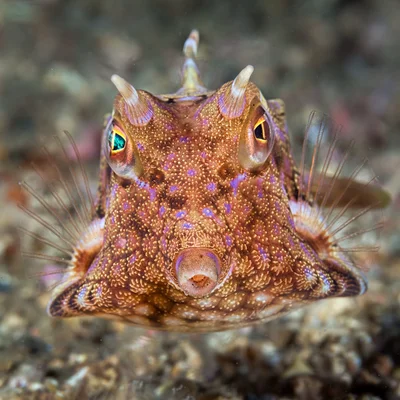 Thornback Cowfish - Lactoria fornasini