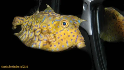 Lactoria fornasini. Lembeh