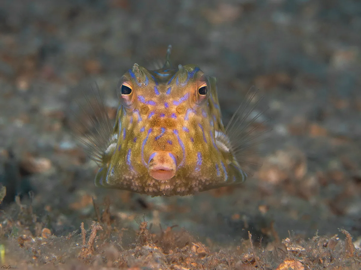 Thorny back cowfish - Lactoria fornasini