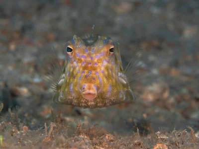 Thorny back cowfish - Lactoria fornasini