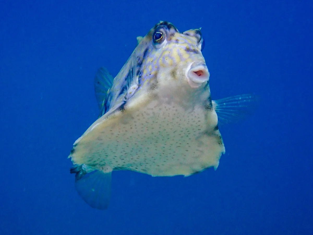 Thornbacked Boxfish