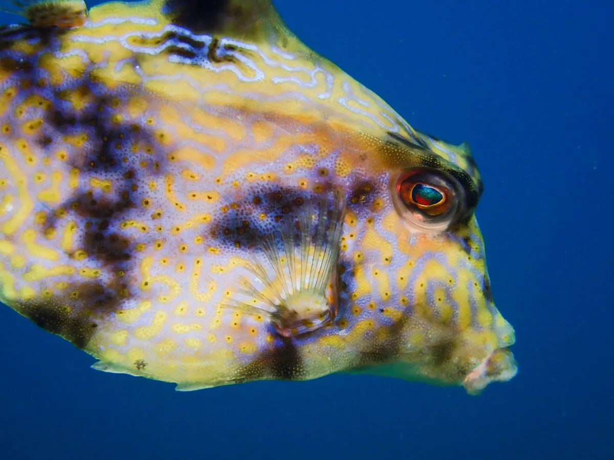 Thornbacked Boxfish