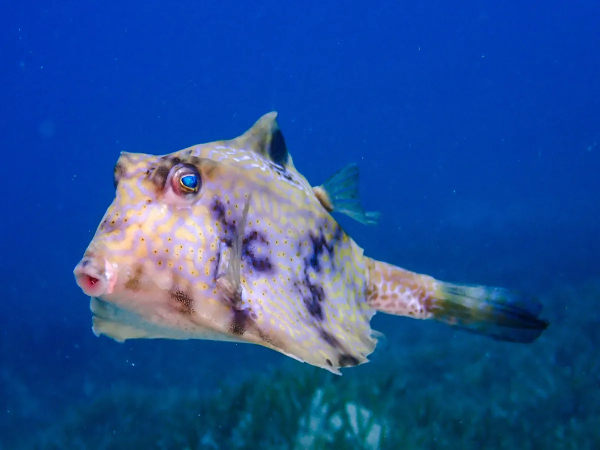 Thornbacked Boxfish
