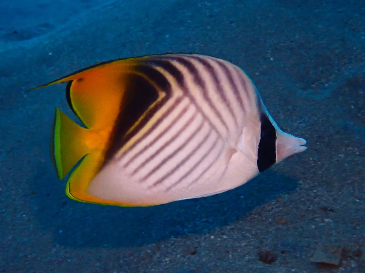 Threadfin Butterflyfish