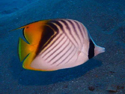 Threadfin Butterflyfish