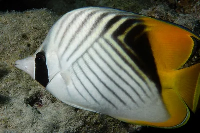Chaetodon auriga