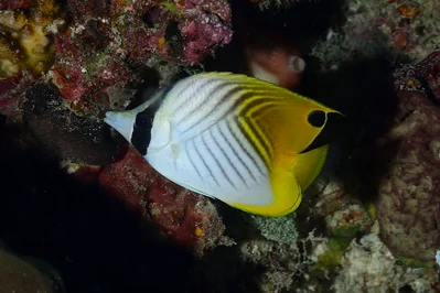 Chaetodon auriga