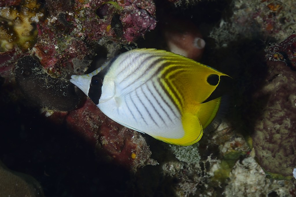 Chaetodon auriga