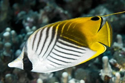 Auriga Butterfly Fish