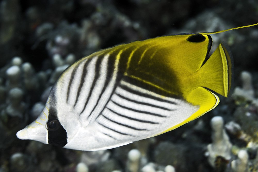 Auriga Butterfly Fish