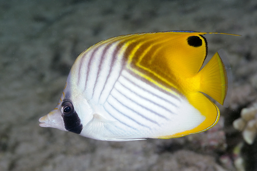 Threadfin butterflyfish, Indo-Pacific form - Chaetodon auriga