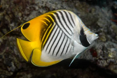Threadfin Butterflyfish (Chaetodon auriga)