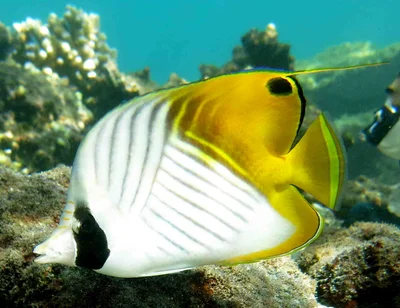 Chaetodon auriga (Étang-Salé)
