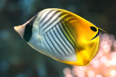 ผีเสื้อลายไขว้ (Chaetodon auriga)