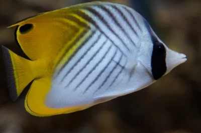 Threadfin butterfly fish - Chaetodon auriga