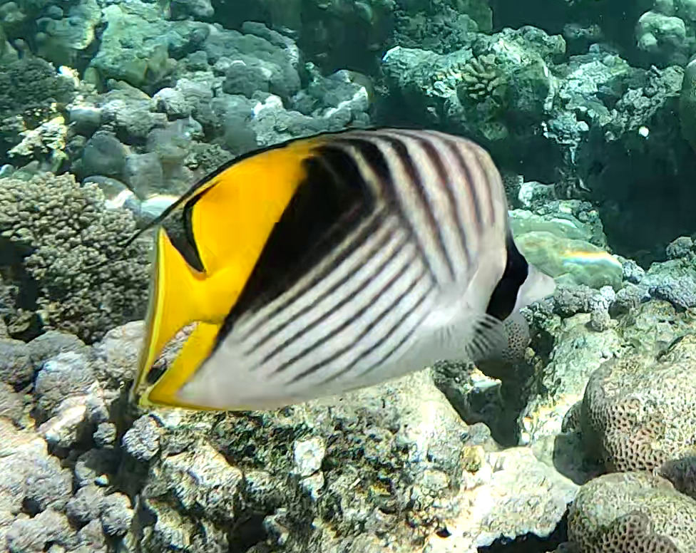 Chaetodon auriga - Ras Mohammed National Park, EG-JS-SS, EG-JS, EG