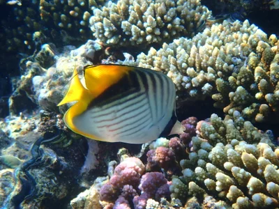 Chaetodon auriga - Ras Om El-Seid, Sharm El Sheikh 1, South Sinai Governorate 46628, Egypt