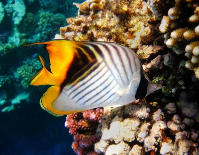 Chaetodon auriga - Ras Mohammed National Park, EG-JS-SS, EG-JS, EG