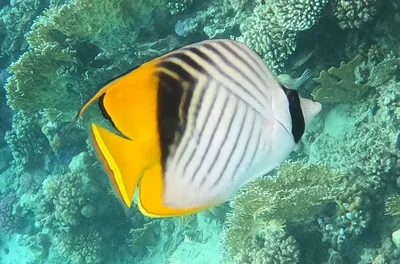 Chaetodon auriga - Dibab, Red Sea, EG