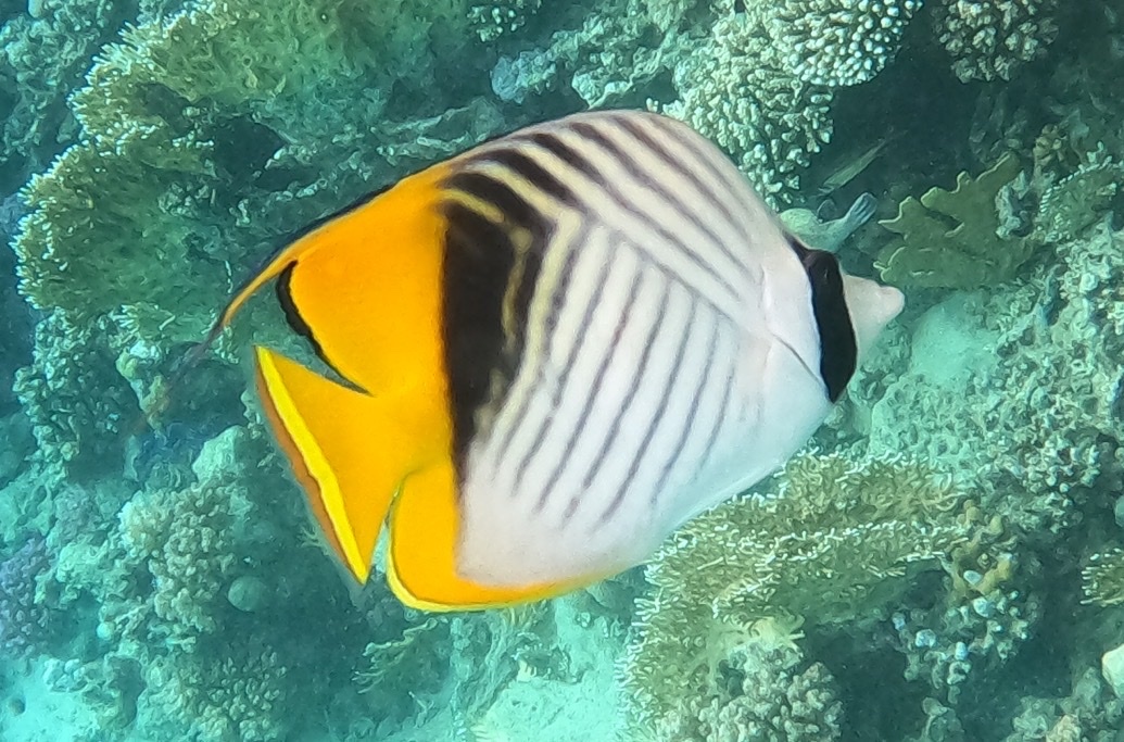 Chaetodon auriga - Dibab, Red Sea, EG