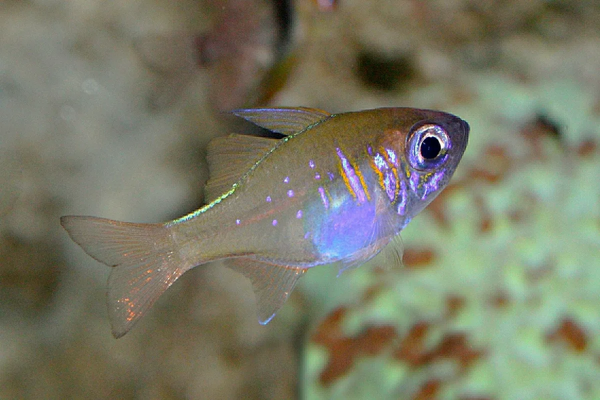 Threadfin cardinalfish aka Longspine Cardinalfish