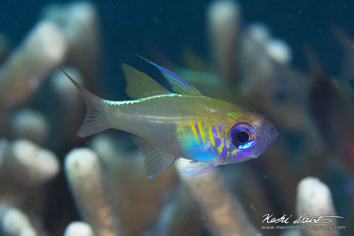 Zoramia leptacantha 05
