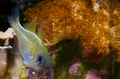 Zoramia leptacantha