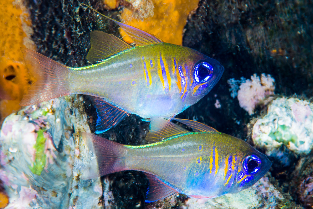 Threadfin Cardinalfish - Zoramia leptacantha