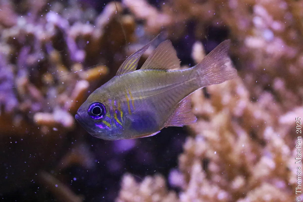 Fadenflossen - Kardinalbarsch (Zoramia leptacantha)