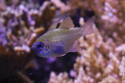 Fadenflossen - Kardinalbarsch (Zoramia leptacantha)