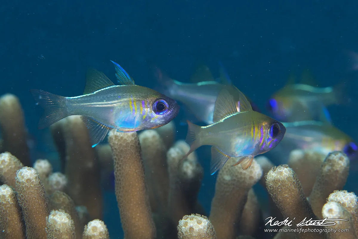 Zoramia leptacantha 02