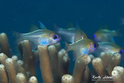 Zoramia leptacantha 02