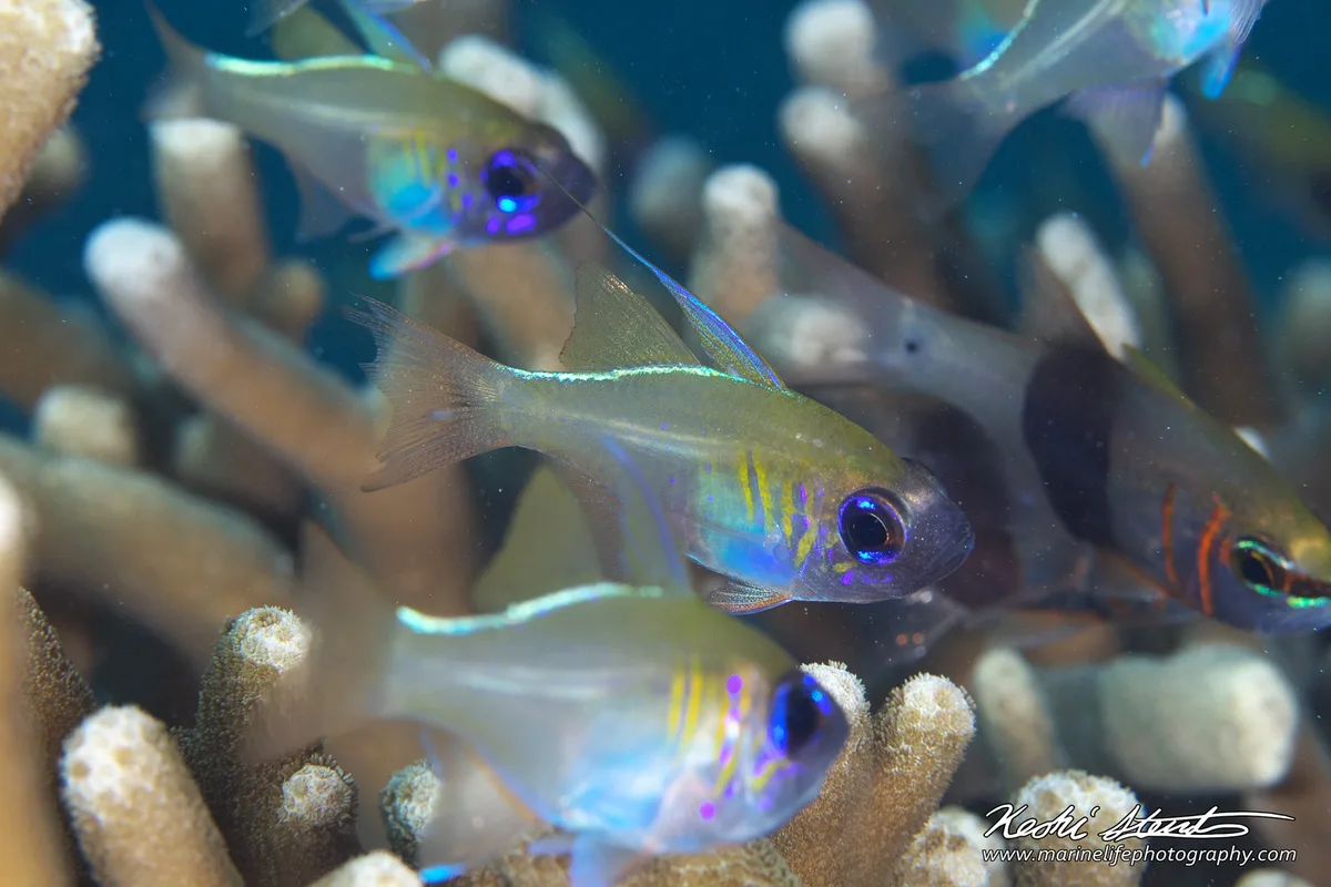 Zoramia leptacantha 07