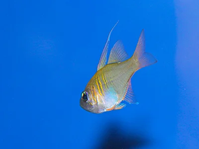 Threadfin cardinalfish aka Longspine Cardinalfish