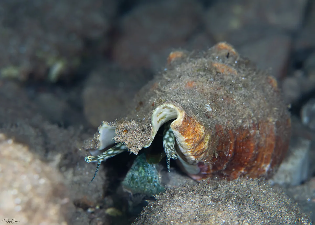 Three-horned Conch - Tricornis tricornis