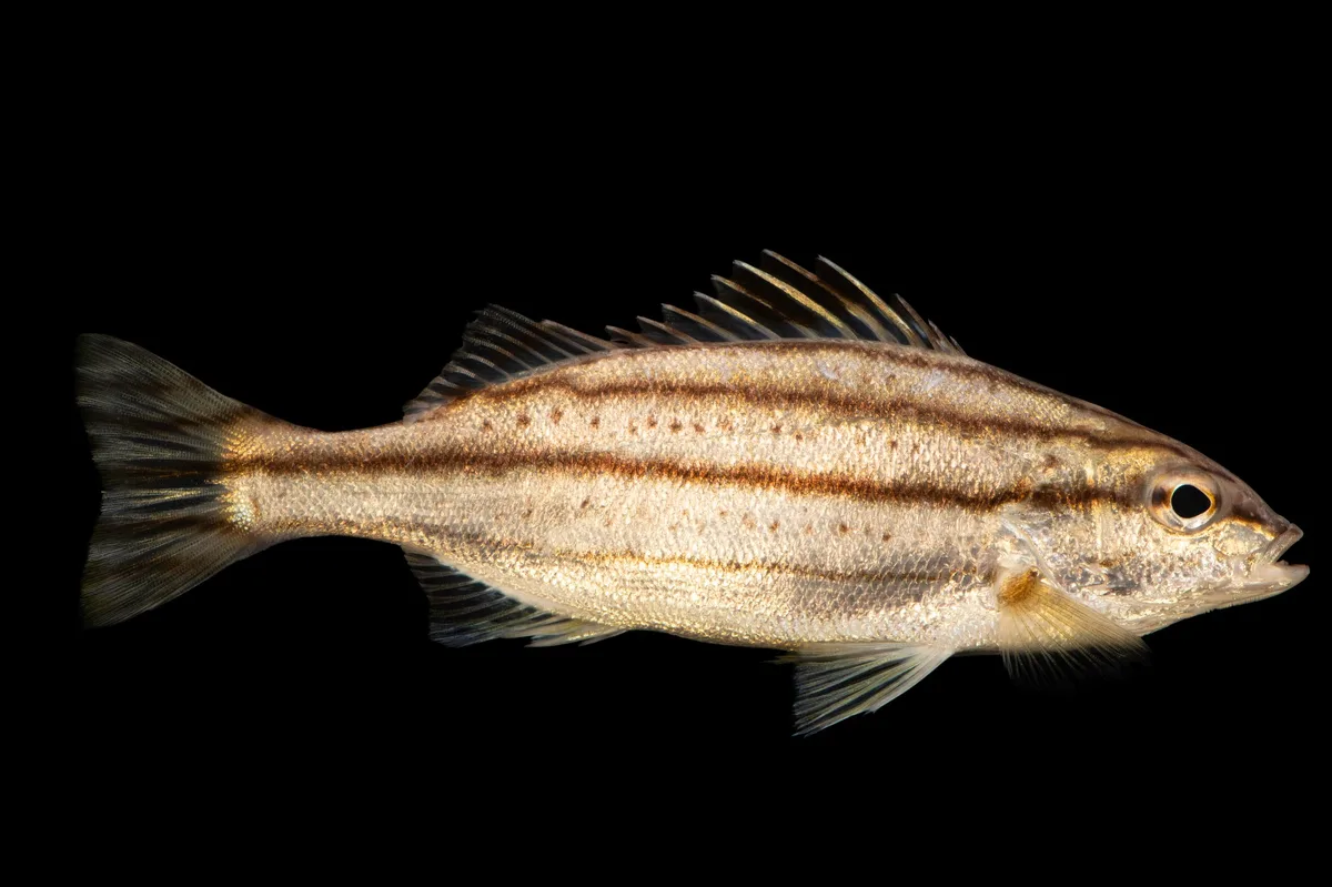 Three-Lined Grunter