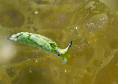 Elysia trilobata