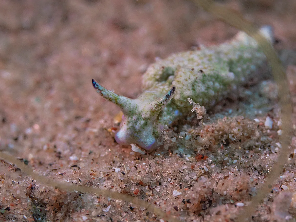 Elysia trilobata