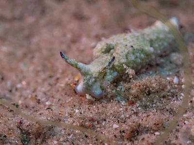 Elysia trilobata
