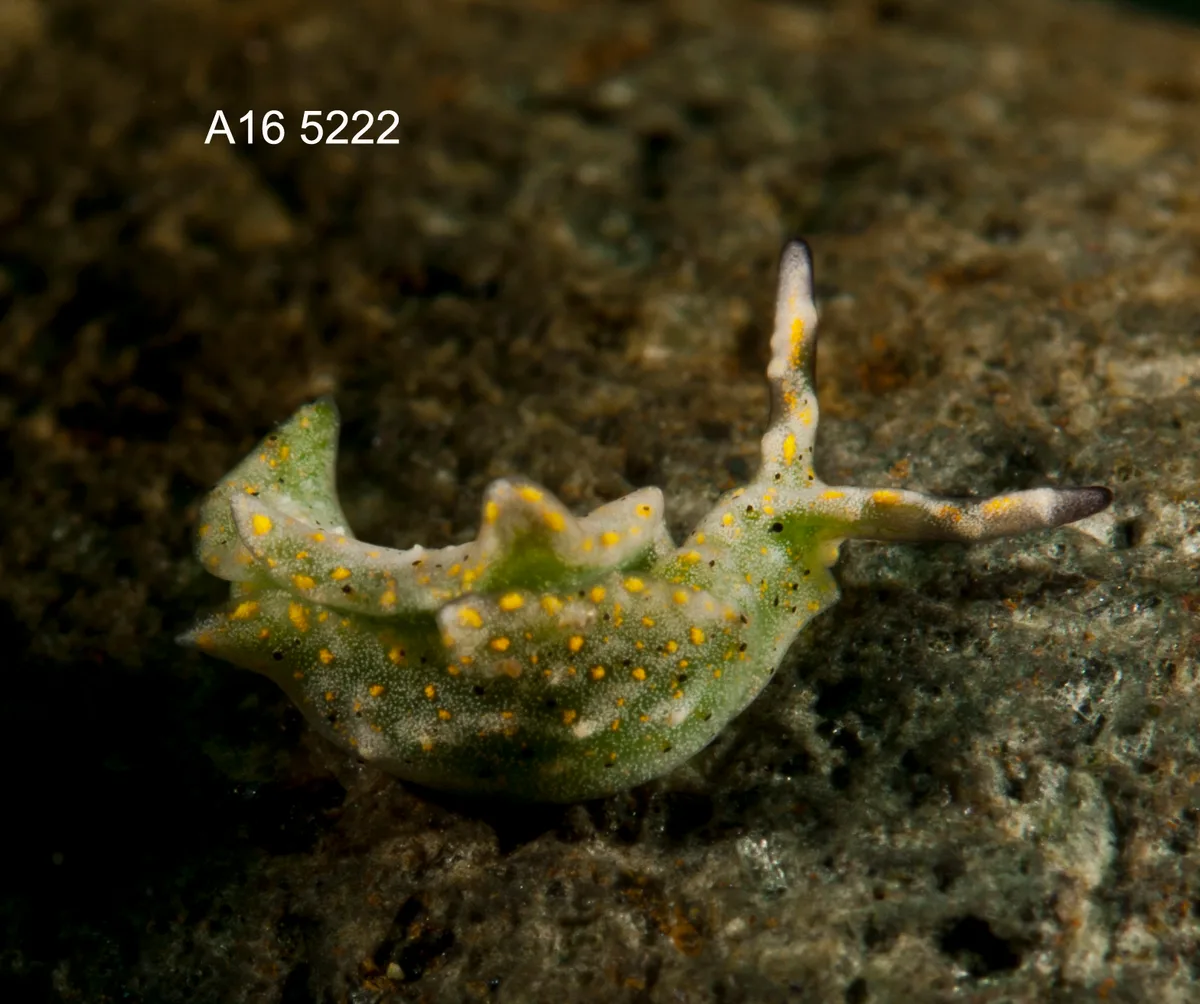 Elysia trilobata - Mabini, Batangas, Philippines