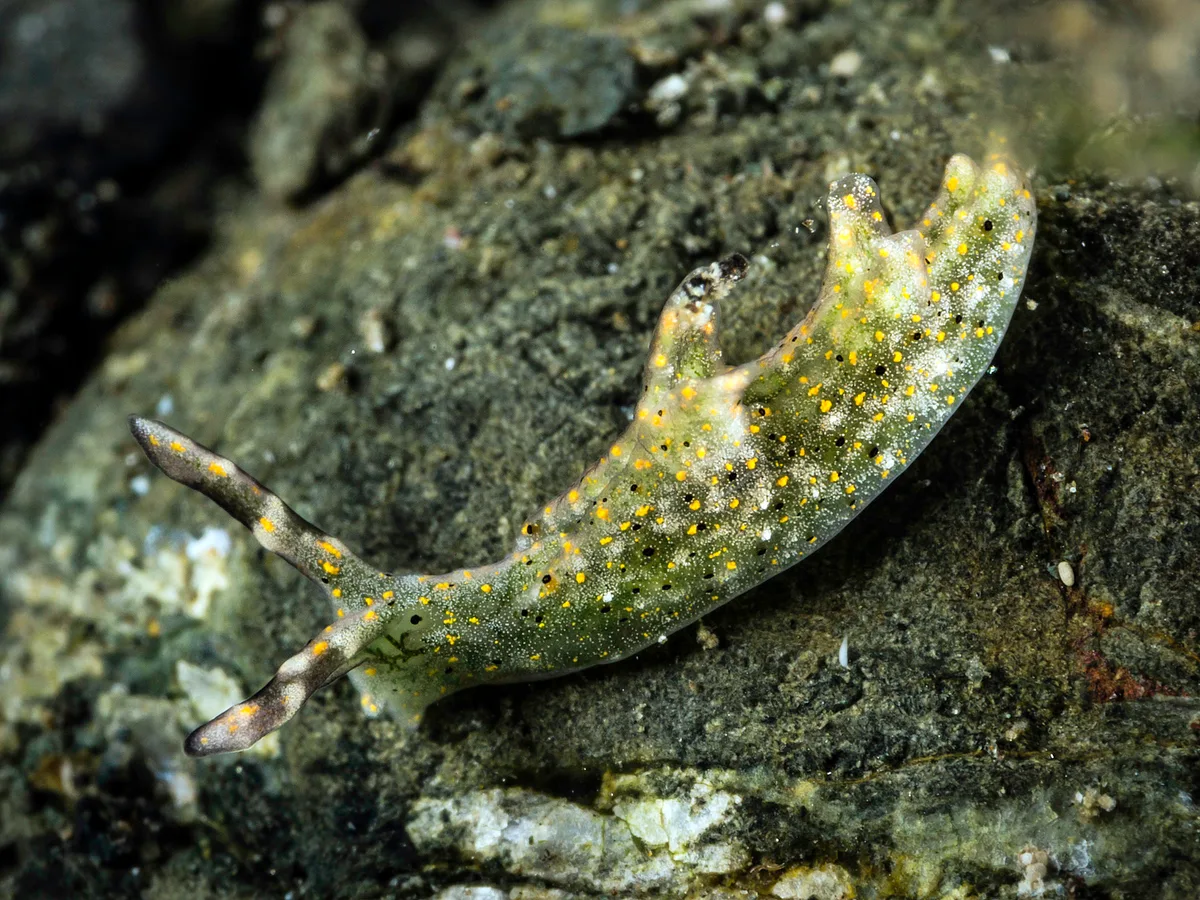 Elysia trilobata - Milne Bay, Papua New Guinea