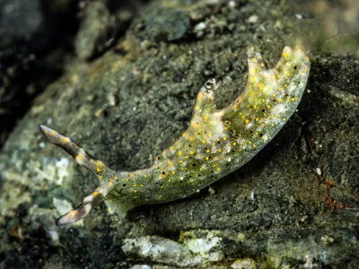 Elysia trilobata - Milne Bay, Papua New Guinea